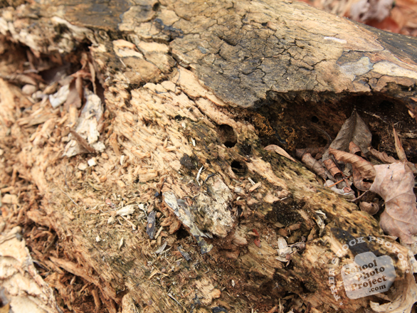 bark, dead tree, tree bark, tree skin, bark texture, bark pattern, tree bark texture, bark photo, nature photo, free stock photo, free picture, stock photography, royalty-free image