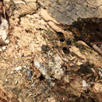 bark, dead tree, tree bark, tree skin, bark texture, bark pattern, tree bark texture, bark photo, nature photo, free stock photo, free picture, stock photography, royalty-free image