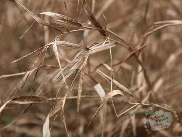 hay, bushes, grass, legumes, dried hay, dried grass, dried bushes, hay texture, hay photo, grass photo, grass picture, nature photo, free stock photo, free picture, stock photography, royalty-free image
