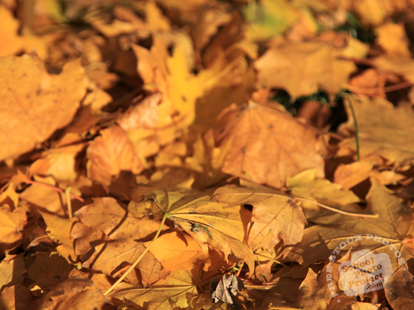 leaf, leaves, dried leaves, dead leaves, leaves texture, leaves photo, leaves picture, leaves image, fall leaves, fall season, autumn, free stock photo, free picture, stock photography, royalty-free image