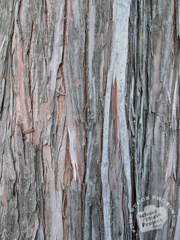 bark, tree bark, tree skin, bark texture, bark pattern, tree bark texture, bark photo, nature photo, free stock photo, free picture, stock photography, royalty-free image