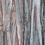 bark, tree bark, tree skin, bark texture, bark pattern, tree bark texture, bark photo, nature photo, free stock photo, free picture, stock photography, royalty-free image