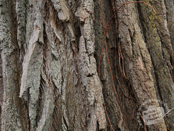 bark, tree bark, tree skin, bark texture, bark pattern, tree bark texture, bark photo, nature photo, free stock photo, free picture, stock photography, royalty-free image