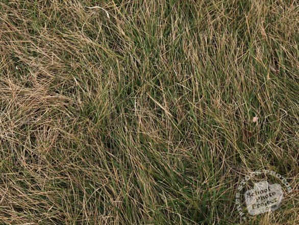 hay, bushes, grass, dried hay, dried grass, dried bushes, hay texture, hay photo, grass photo, grass picture, nature photo, free stock photo, free picture, stock photography, royalty-free image