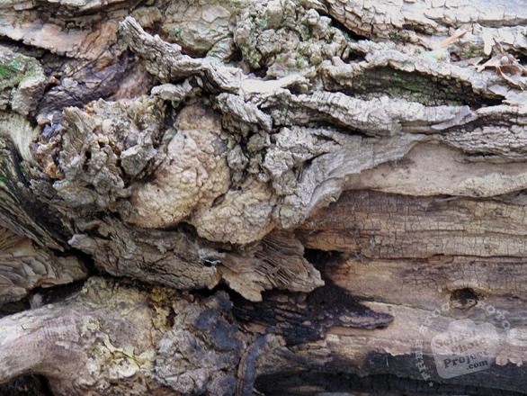 bark, tree bark, tree skin, old bark, bark texture, bark pattern, tree bark texture, bark photo, nature photo, free stock photo, free picture, stock photography, royalty-free image