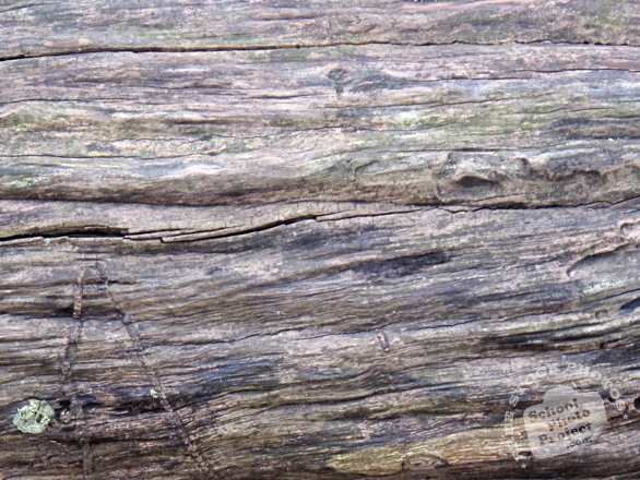 bark, tree bark, tree skin, old bark, bark texture, bark pattern, tree bark texture, bark photo, nature photo, free stock photo, free picture, stock photography, royalty-free image