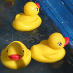 rubber ducks, yellow rubber duck, toy, toy photo, pool, photo, free photo, stock photos, royalty-free image