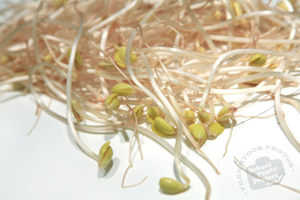 soy bean sprout, fresh sprouts, vegetable photos, veggie, free stock photo, royalty-free image