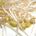 soy bean sprout, fresh sprouts, vegetable photos, veggie, free stock photo, royalty-free image