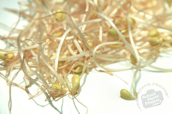 soy bean sprout, fresh sprouts, vegetable photos, veggie, free stock photo, royalty-free image