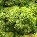broccoli, vegetable, fresh veggie, vegetable photo, free stock photo, free picture, stock photography, royalty-free image