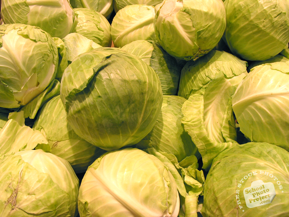 cabbage, vegetable, fresh veggie, vegetable photo, free stock photo, free picture, stock photography, royalty-free image