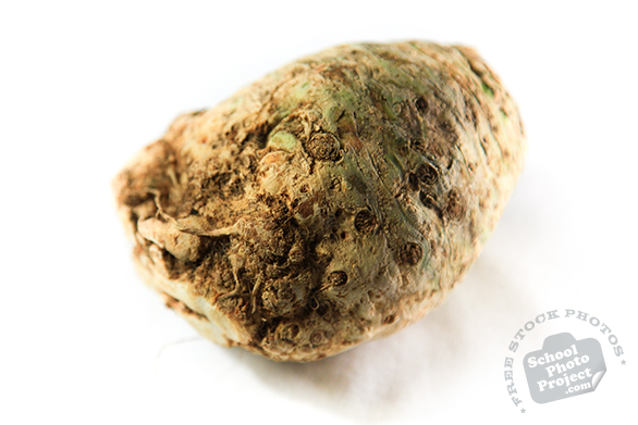 celery root, turnip-rooted celery, knob celery, celeriac, vegetable, fresh veggie, vegetable photo, free stock photo, free picture, stock photography, royalty-free image