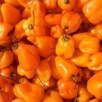 habanero pepper, hot pepper, chili pepper, spice, veggie, vegetable photo, free stock photo, free picture, royalty-free image