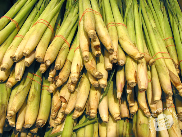 lemongrass, vegetable, fresh veggie, vegetable photo, free stock photo, free picture, stock photography, royalty-free image