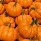 pumpkin, mini pumpkins, vegetable, fresh veggie, vegetable photo, free stock photo, free picture, stock photography, royalty-free image