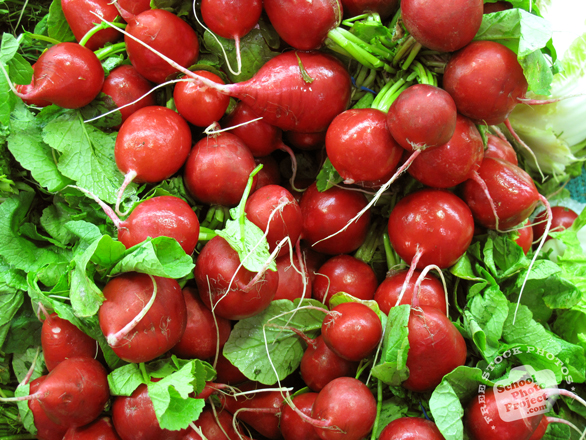 radish, radish photo, fresh radish, vegetable, fresh veggie, vegetable photo, free stock photo, free picture, stock photography, royalty-free image