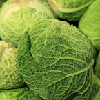 savoy cabbage, vegetable photos, veggie, free stock photo, royalty-free image