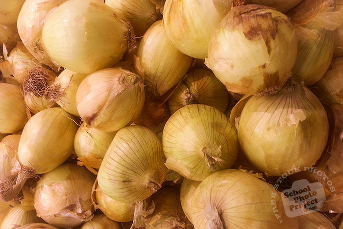 Spanish onion, onion bulb, veggie, vegetable photo, free stock photo, free picture, royalty-free image
