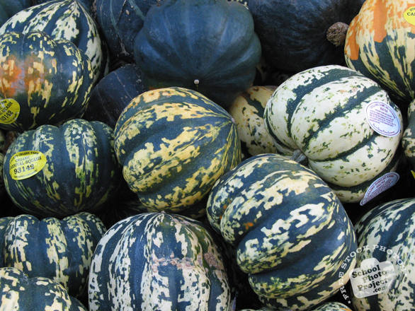 squash, squash photo, gourd, vegetable, fresh veggie, vegetable photo, free stock photo, free picture, stock photography, royalty-free image