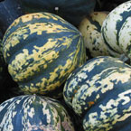 squash, gourd, vegetable, fresh veggie, vegetable photo, free stock photo, free picture, stock photography, royalty-free image
