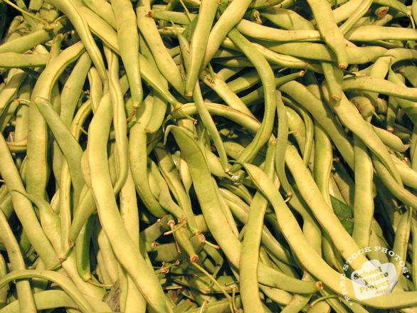 string bean, stringbean, string bean photo, vegetable, fresh veggie, vegetable photo, free stock photo, free picture, stock photography, royalty-free image